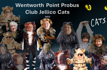 Cats 16 Jul 2025